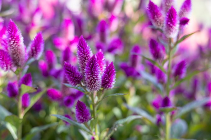 no description available